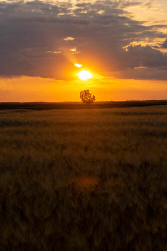 Lone tree sunset